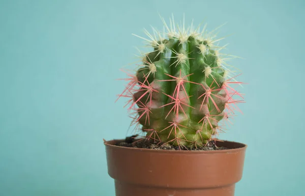 Cactus Dans Une Casserole Couleur Rose Tendance Mode Fraîche — Photo