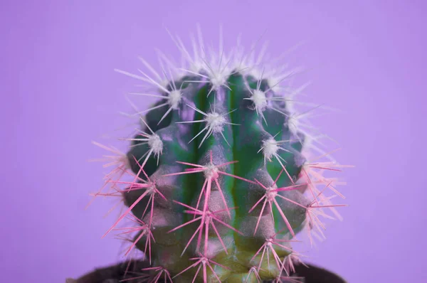 Cactus Una Olla Color Rosa Tendencia Moda Fresca — Foto de Stock