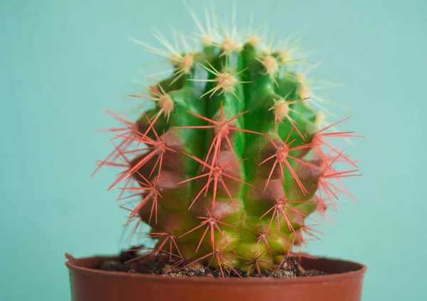 Cactus Dans Une Casserole Couleur Rose Tendance Mode Fraîche — Photo