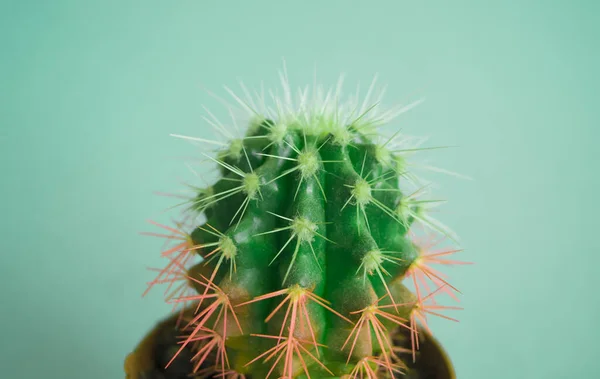 Kaktus Gryta Rosa Färg Modetrend — Stockfoto
