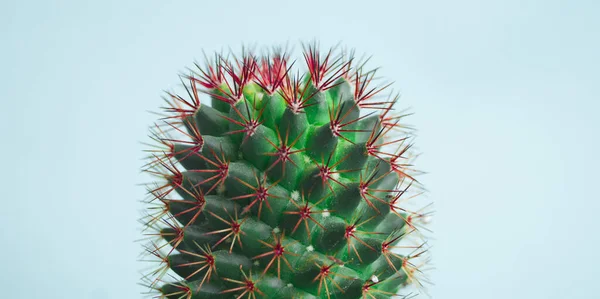 Cactus Una Olla Color Rosa Tendencia Moda Fresca — Foto de Stock