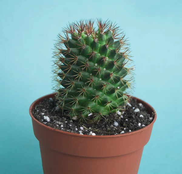 Cactus Dans Une Casserole Couleur Rose Tendance Mode Fraîche — Photo
