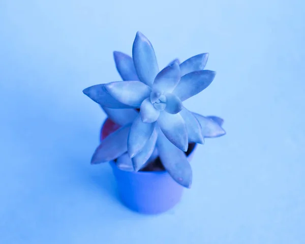 Succulent Pot Fresh Flower Collection — Stock Photo, Image