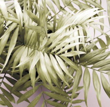 Tropik yeşillik, en az sanatsal tasarım. Modern sanat. Moda tasarımı. Vanilyalı moda pastel renkler. Tatlı yaz tarzı. Yaratıcı olağandışı. Avuç