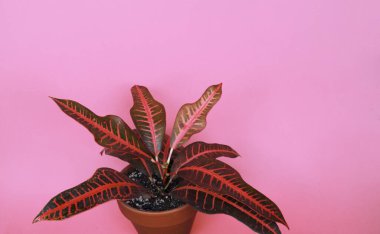 Tropik yeşillik, en az sanatsal tasarım. Modern sanat. Moda tasarımı. Vanilyalı moda pastel renkler. Tatlı yaz tarzı. Yaratıcı olağandışı. Avuç