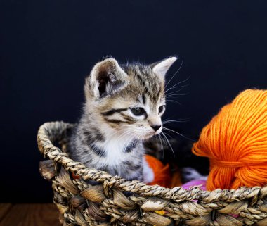 Çizgili bir kedi yavrusu yün yumaklarla oynar. Hasır sepet, ahşap zemin ve siyah arka plan. Favori ev yapımı örgü hobisi.