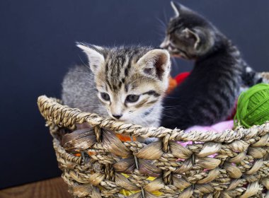 Çizgili bir kedi yavrusu yün yumaklarla oynar. Hasır sepet, ahşap zemin ve siyah arka plan. Favori ev yapımı örgü hobisi.