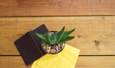 Tropik yeşillik, en az sanatsal tasarım. Modern sanat. Moda tasarımı. Vanilyalı moda pastel renkler. Tatlı yaz tarzı. Yaratıcı olağandışı. Avuç