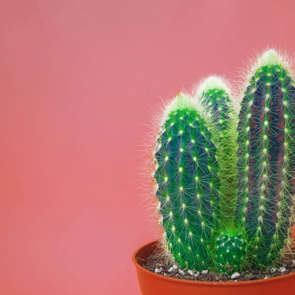 Tropická Zeleň Minimální Výtvarný Design Současné Zboží Kaktus Módní Sada — Stock fotografie