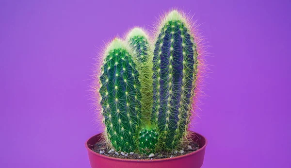 Tropical Greens Minimal Konstdesign Samtida Konst Kaktus Mode Set Vanilj — Stockfoto