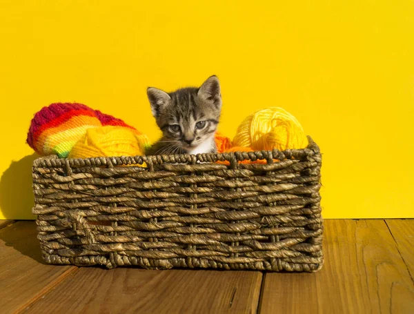 The kitten sits in a basket with balls of wool. Favorite needlework is a hobby. Yellow background. Sunlight. Lovely little cat.