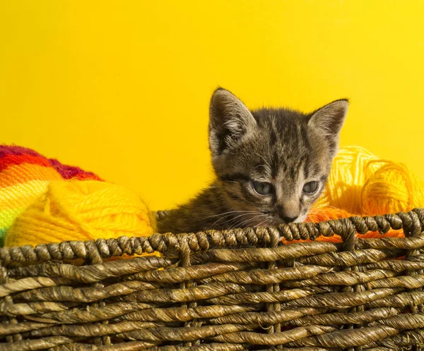 Cica Egy Kosárban Gyapjúgolyókkal Kedvenc Hímzés Hobbim Sárga Háttér Napfény — Stock Fotó