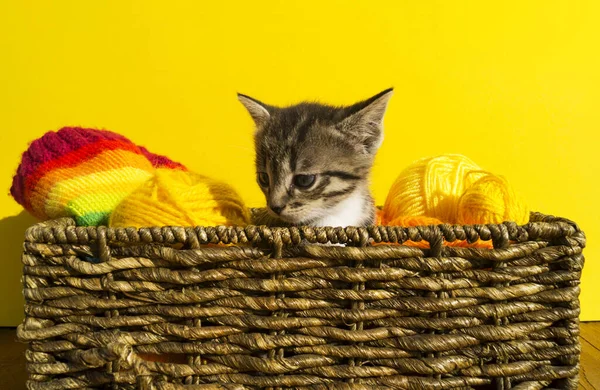 Het Poesje Zit Een Mand Met Bolletjes Wol Favoriete Handwerk — Stockfoto