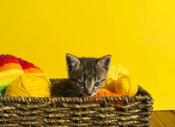 Das Kätzchen Sitzt Einem Korb Mit Wollknäueln Lieblingshandarbeiten Sind Ein — Stockfoto