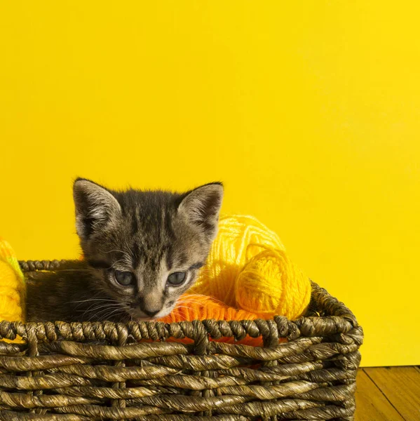 Котёнок Сидит Корзине Шарами Шерсти Любимое Рукоделие Хобби Желтый Фон — стоковое фото