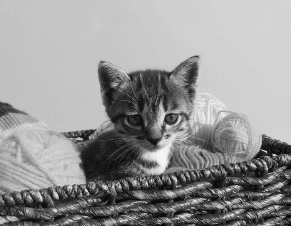 Kitten Sits Basket Balls Wool Favorite Needlework Hobby Yellow Background — Stock Photo, Image