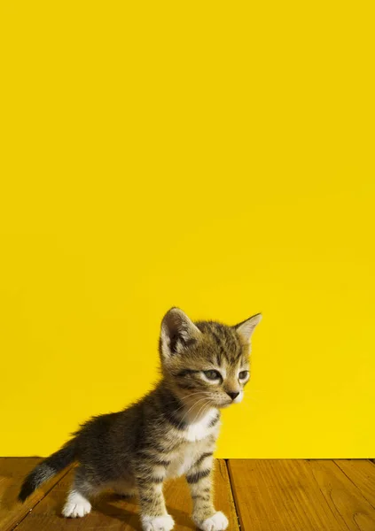 Kotě Sedí Košíku Kuličkami Vlny Oblíbená Práce Jehlami Koníček Žluté — Stock fotografie