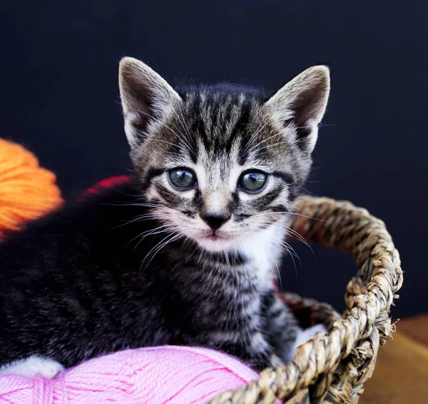 Çizgili Bir Kedi Yavrusu Yün Yumaklarla Oynar Hasır Sepet Ahşap — Stok fotoğraf