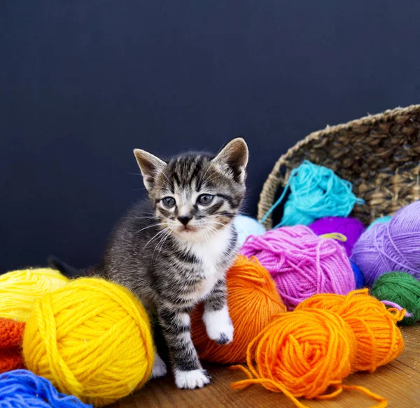 A striped kitten plays with balls of wool. Wicker basket, wooden floor and black background. Favorite homemade hobby knitting.