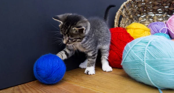 A striped kitten plays with balls of wool. Wicker basket, wooden floor and black background. Favorite homemade hobby knitting.