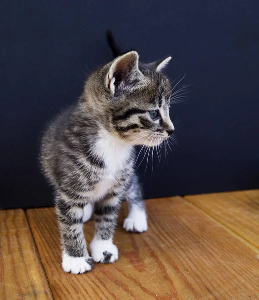 Çizgili Bir Kedi Yavrusu Yün Yumaklarla Oynar Hasır Sepet Ahşap — Stok fotoğraf