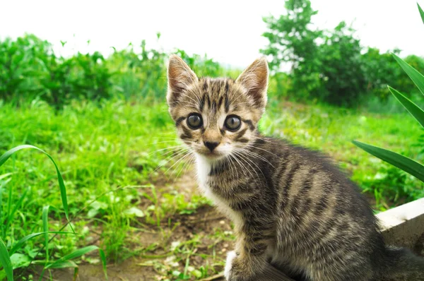 Otların Arasında Çizgili Küçük Bir Kedi Yavrusu Tropik Bölgeler Sıcak — Stok fotoğraf