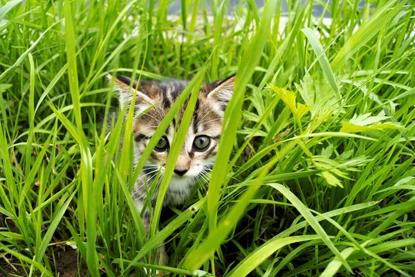 Otların Arasında Çizgili Küçük Bir Kedi Yavrusu Tropik Bölgeler Sıcak — Stok fotoğraf