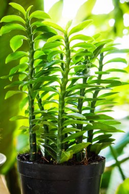 tencerede küçük bitki 