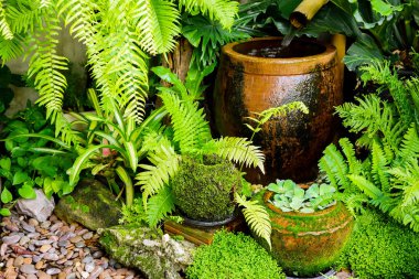 Küçük yeşil ağaç ve küçük kaya arka plan, 