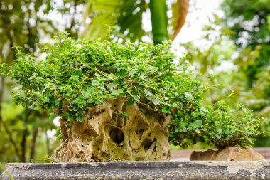 Küçük ağaç woodshelf iç süslemeleri