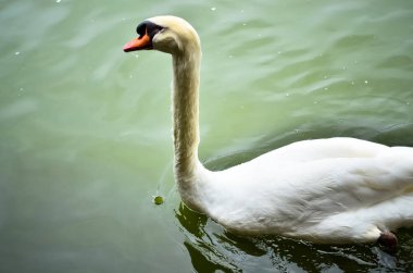 Gölde yüzen beyaz kuğu.