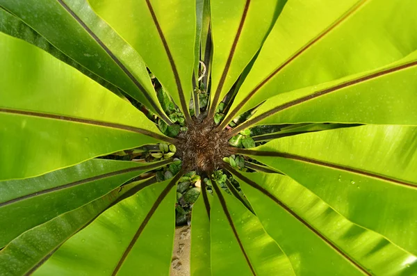 Grüne Blatt Vogelnest Farn — Stockfoto