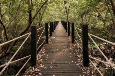 Ahşap yol yol mangrov orman arasında