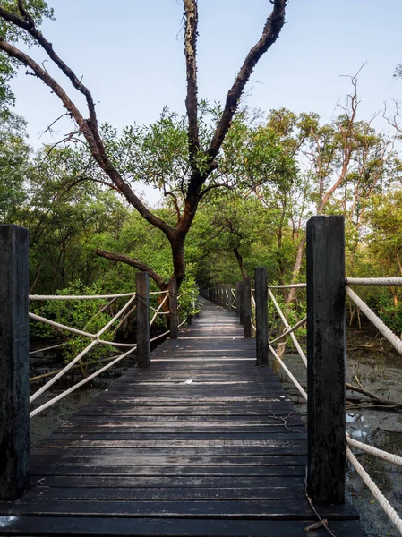 Wood path way among the Mangrove forest