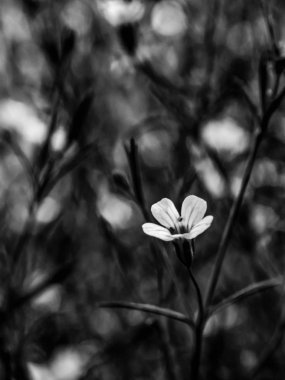 Closeup gypsophila çiçek. siyah ve beyaz