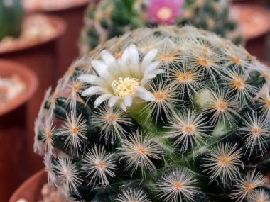 Mammillaria kaktüsün üstüne güzel minik çiçekler 