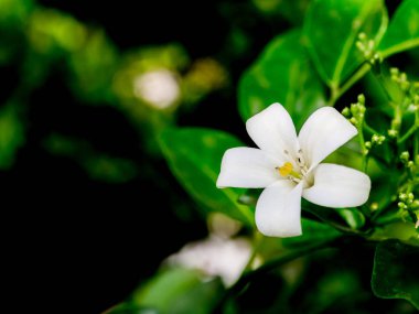 Turuncu Yasemin çiçeği (Murraya paniculata) 