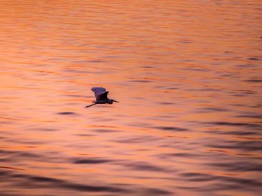 Küçük Çinli ak balıkçıl kuş uçmak günbatımı ışık denize