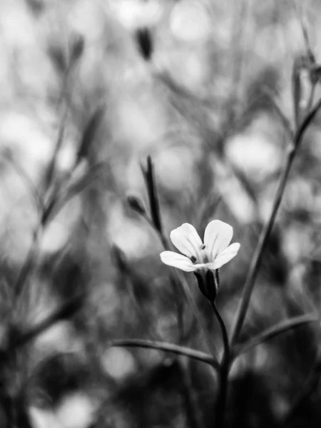 Primo piano fiore di gypsophila. bianco e nero — Foto Stock