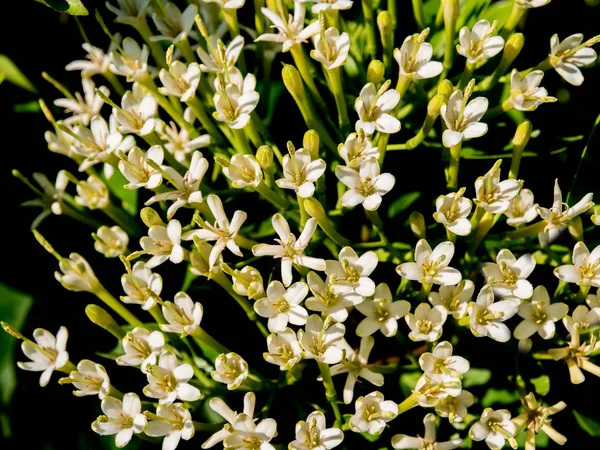 Nahaufnahme von tarenna wallichii Blume — Stockfoto