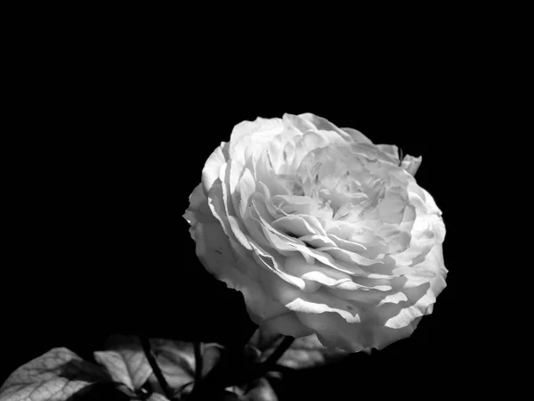 Primo piano di rosa bianca, bianco e nero — Foto Stock