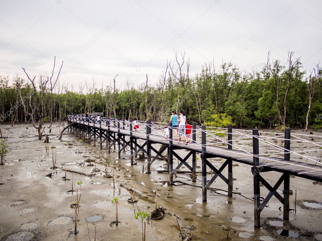 family walk on wooden Bridge across the mangrove forest