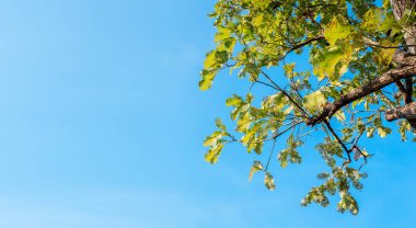 Ağacında mavi gökyüzü arka plan ile ısırıldı yaprakları