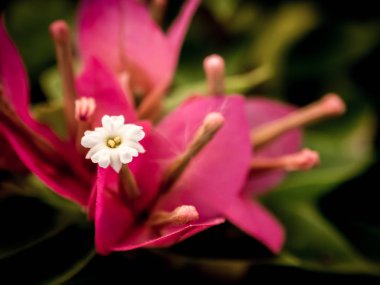 Güzel bir pembe Begonviller çiçek GA görünümünü kapat