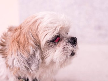 kiraz göz hastalığı ile eski Shih-Tzu köpek