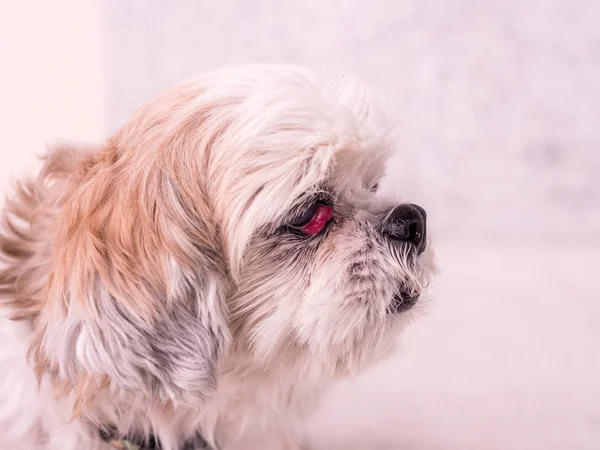 kiraz göz hastalığı ile eski Shih-Tzu köpek