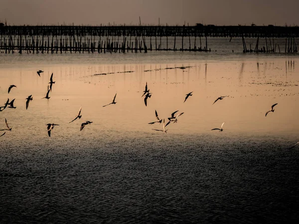 Pájaro garza china vuela sobre el mar, área natural mangro — Foto de Stock