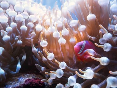 domates tehlikede, Bridled palyaço balığı (Amphiprion frenatus) işemek