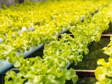 Taze organik yeşil sebze salatası hydroponics sera f