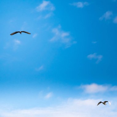 bir bulutlu gökyüzü uçan iki beyaz martı. yukarıda ve aşağıda Yarışması